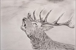 Burlend edelhert (kader 50*40)