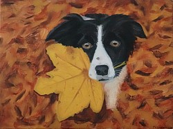 Bordercollie (30*40)