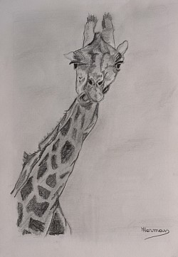 Crazy giraf (kader 27*33.5)
