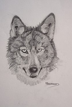 Wolf (16*12)