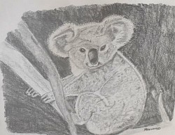 Koala (kader 50*40)