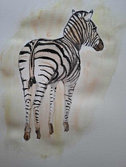 Zebra